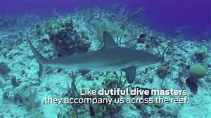 34K views · 637 reactions | More destinations with great shark diving...