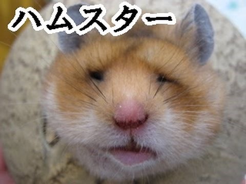 かわいすぎる ハムスター おもしろ動画