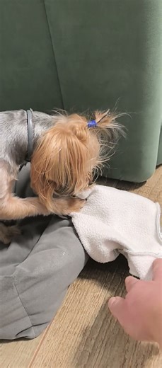 The Chapa dog guards his clothes #shorts #yorkie #dog #doglife #pets