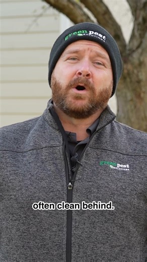 Identifying Mouse Infestations: Early Warning Signs