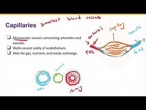 Capillary's structure and function