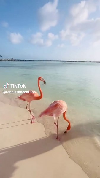 RenaissanceAruba on TikTok