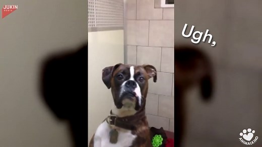 Dog gives owner the most amazing side eye
