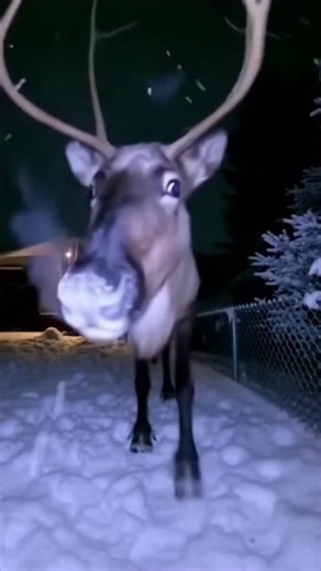 Diply Official on Instagram: "Yard cam reindeer just judged your whole life ❄️🦌"