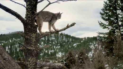 Blue Wilderness TV Spot, 'Pursuit of Prey'