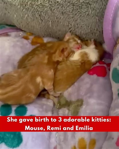 Animals Lebanon on Reels