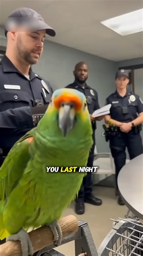 1.5M views · 36K reactions | Talking parrot copying human voices  #talkingparrot #funnyparrot #comedy | Sora the Parrot | Facebook