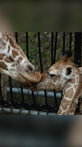 11K views · 869 reactions | World Giraffe Day is feeling extra special thanks to siblings Fitz and Kamari joining the herd this year! 漣漣 To celebrate, there are fun activities over at African Veldt, including the purchase of giraffe paintings for giraffe conservation until 3PM. Stop by to learn interesting facts and celebrate World Giraffe Day with us and the herd! ️ #memphiszoo #love #giraffes #worldgiraffeday #giraffe #animals | Memphis Zoo | Facebook