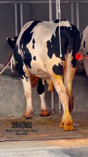 750kg + Aussie bull getting cleanup by shepherd