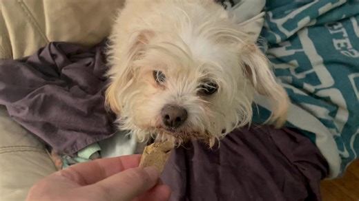 DONUT 🍩 & BACON 🥓 opened their Christmas presents they received from Santa Paws. | Lemon-Aid