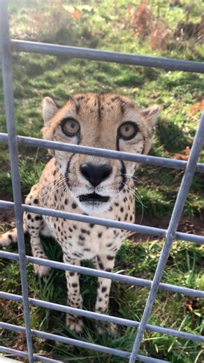 just a smol bite... #notapet #cheetah #sanctuary