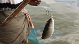 107K views · 592 reactions | To use bread as bait for fishing catching lot of mullet fish & bamboo stick rod, Put a slice of bread under the water and start rolling the slice of bread into a ball, it would be an excellent bait for a fish. | Kadal Raasa Fishing | Facebook