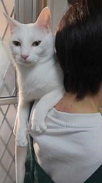 今のシロ。 #猫のいる暮らし #保護猫