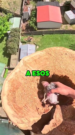 They were hiding in the tree trunk 🫣🤯 #shorts #animals #wow #curiosities #win