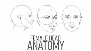 Female head anatomy tutorial for new artists made easy