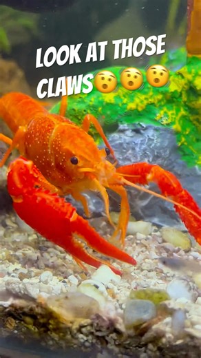 His claws are actually terrifying now #crayfish #aquarium #petkeeping