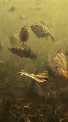 Talk about fish in a BARREL 🤯🤯 How many can you count? ⬇️ ‪@Rapala‬
