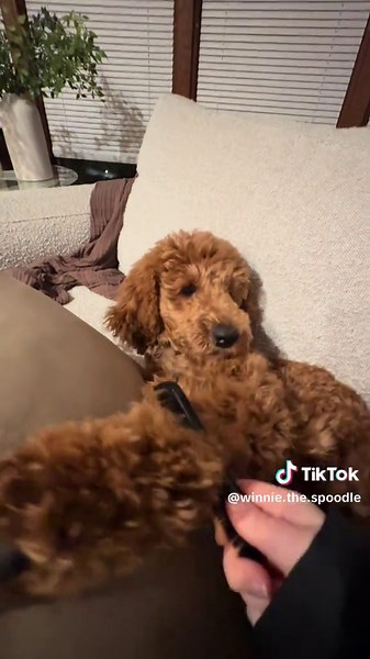 Understanding Red Standard Poodle Ownership