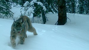 As Colorado prepares to reintroduce wolves, here's how another predator was brought back