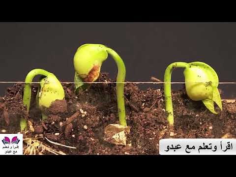 دورة حياة نبتة الفاصوليا