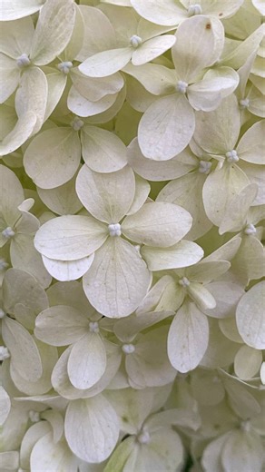 How to paint water with pastels so it looks alive — deep, luminous, with highlights and that distinctive transparency? Artist Lucine @lusnatag shared her favorite approach, and we’ve saved the most important insights for you. She begins with large color masses: reflections, the riverbed, shadows, and surface variations — all laid in first using the flat sides of the pastels. Then the main tool for painting water comes into play: your fingers. The pads of the fingers are perfect for smoothing bro