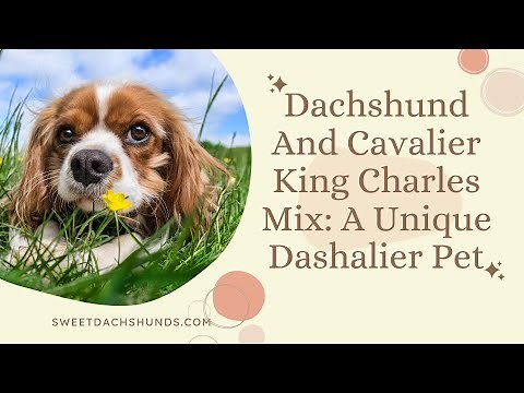 Dachshund And Cavalier King Charles Mix: A Unique Dashalier Pet