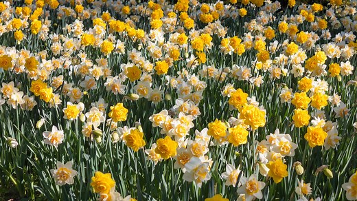 14 Types of Double Daffodils