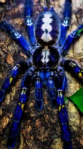 The World’s Rarest Blue Spider [Gooty Sapphire Tarantula]