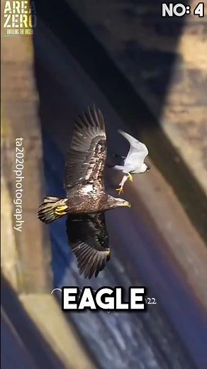 Top 5 Peregrine falcon attacks 🥶🔥 #peregrinefalcon #hunting