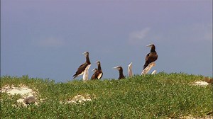 Wildlife (win7Media Player示例视频)