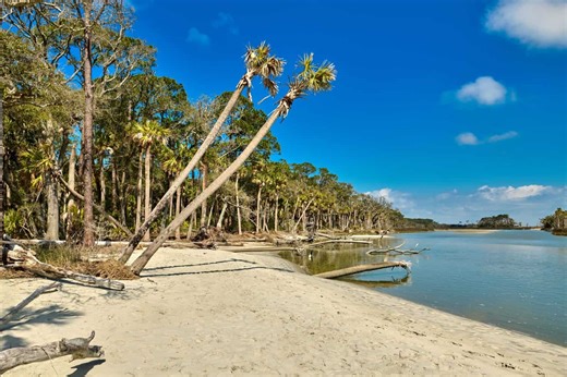 Discover the Diverse Wildlife of South Carolina’s Hunting Island State Park