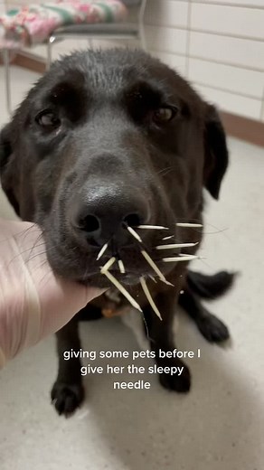 Crazy Porcupine Quill Removal | Vet Tech Satisfying Video