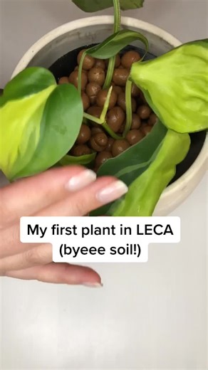LECA Potting Tutorial with Plant Care Tips