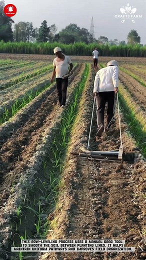 Leveling Planting Rows Using a Manual Drag Tool in the Field #smartfarming #innovationfarm