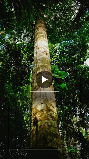 𝗔𝗺𝗮𝘇𝗼𝗻’𝘀 𝗿𝗮𝗶𝗻𝘆 𝘀𝗲𝗮𝘀𝗼𝗻: 𝗔 𝗸𝗲𝘆 𝗺𝗼𝗺𝗲𝗻𝘁 𝗳𝗼𝗿 𝗖𝗼𝗽𝗮𝗶𝗯𝗮 𝘀𝗼𝘂𝗿𝗰𝗶𝗻𝗴 The Amazon’s rainy season is a key moment for copaiba sourcing. From december to may, higher… | KAAPI Ingredients