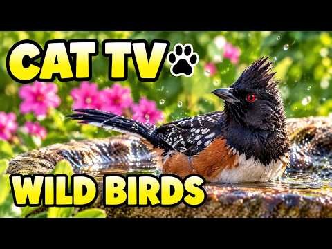Cat TV for Cats 🐦 Watch Amazing Wild Birds | Full 8-Hour Videos on My Channel