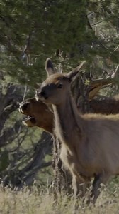 4.8K views · 85 reactions | ELK FRENZY // Gregg Ritz heads to New Mexico with the new for an intense elk hunt with G3 Outfitters during the peak of the rut. Watch an all-new Hunt Masters, tonight at 8:30p ET on Outdoor Channel. | Gregg Ritz Hunt Masters | Facebook