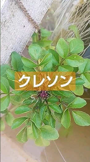 クレソンの生育 #ショート #家庭菜園 #オーガニック #露地栽培 #クレソン #水耕栽培