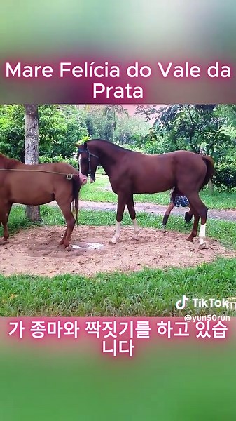 Mare Felícia do Vale da Prata 가 종마와 짝짓기를 하고 있습니다 #말 #보행말 #승마 #테네시워킹말 #말훈련 #보행말소프트틱톡 #평발말 #테네시워커 #테네시워킹말소프트틱톡 #말훈련팁 #평발말 #foryou #foryoupagе #foryoupageofficiall #foryou #foryoupage❤️❤️ #농장 #동물 #tiktoktrend #tiktoktrend #심박동영상 #송아지 #농장포즈 #말발굽