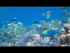 One Hour Real Coral Reef Sounds - HD Coral Reef Soundscape