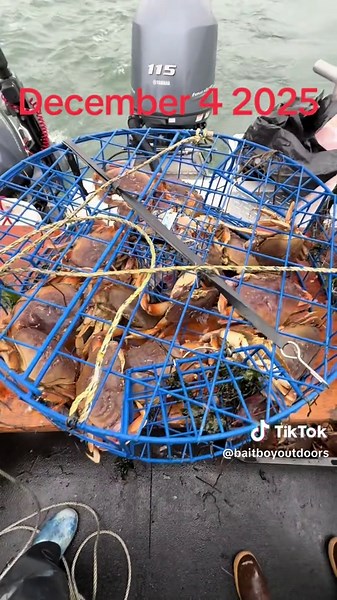 Understanding Dungeness Crab Limits and Regulations