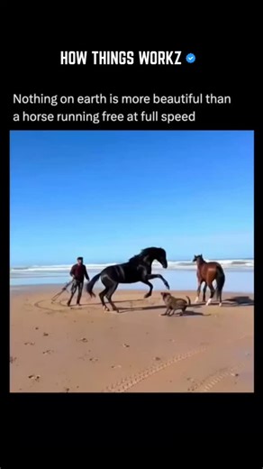 HOW THINGS WORKZ on Instagram: "The Ultimate Engine of the Wild: Nature’s 50-Million-Year Masterpiece 🐎⚡ Ever wondered why a galloping horse looks like poetry in motion? It’s not just grace—it’s high-performance engineering perfected over millions of years. The Single-Toe Secret: Evolution streamlined the horse’s foot into a single hoof, minimizing friction to create maximum thrust. The "Flight" Phase: During a gallop, there is a split second where all four hooves leave the ground. This "suspen