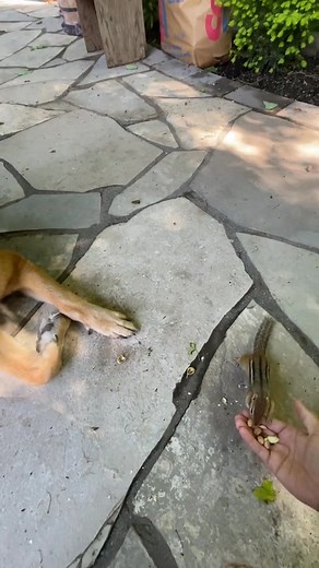 “POV: You Can’t Stop Smiling at This Pup 😍 #Dog #Smile” | Djangosmiles