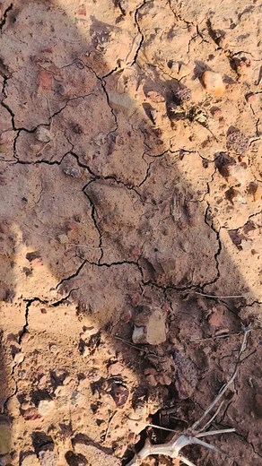 🌊🪶 A secret from millions of years ago… Today, I wasn’t just searching for stones. I was uncovering stories hidden in time — traces of ancient seas. 🌌 The small piece I hold in my hand is actually a crinoid fossil — the “lilies” of prehistoric oceans. 🌿✨ Each one is a silent memory of a creature that lived millions of years ago… Sometimes they look like ordinary stones, but if you look closely, you’ll find nature’s oldest works of art. 💫 🧭 What will the next discovery be? Maybe the next st