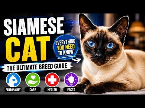 Siamese Cat: The Ultimate Breed Guide | Personality, Care, Health & Facts