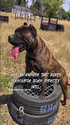 PERFORMANCE BULLMASTIFF