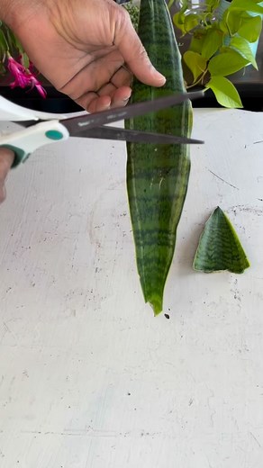 2.2K views · 273 reactions | Snake Plant Water Propagation  • #howto #turtorial #snakeplant #snakeplants #snakeplantsofinstagram #propagation #fblifestyle #plants #plantsmakepeoplehappy #plantsplantsplants | Foraging Fosters | Facebook