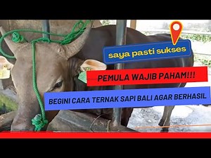 The Right and Proper Way to Raise Balinese Cattle for Beginners