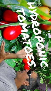 1.4K views · 39 reactions | Hydroponic tomatoes / Easy DIY...