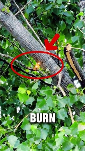 Futuristic Tool Cuts Tree Branches